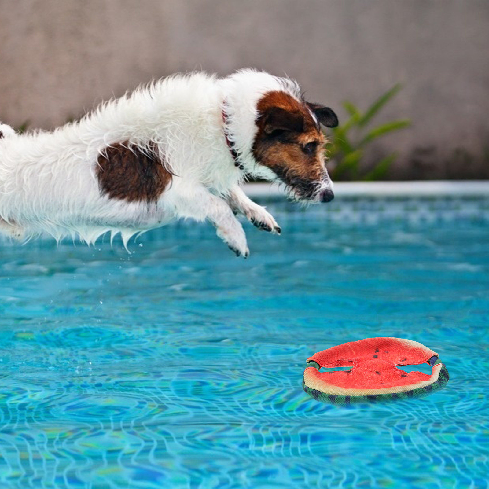 Dog Flying Disc Floating Water - Flying Disc Dog Training Toy review and price